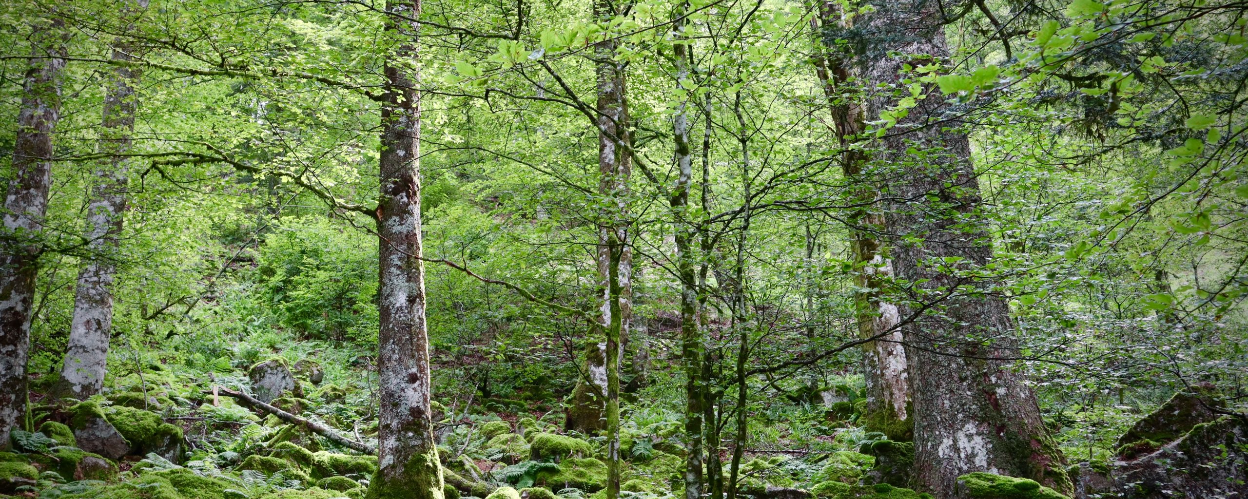 kabouterpad Schoorl